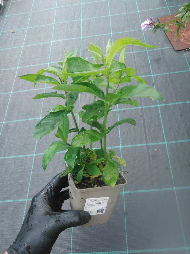 Leimu Franz Schubert - 13. 10. 2025