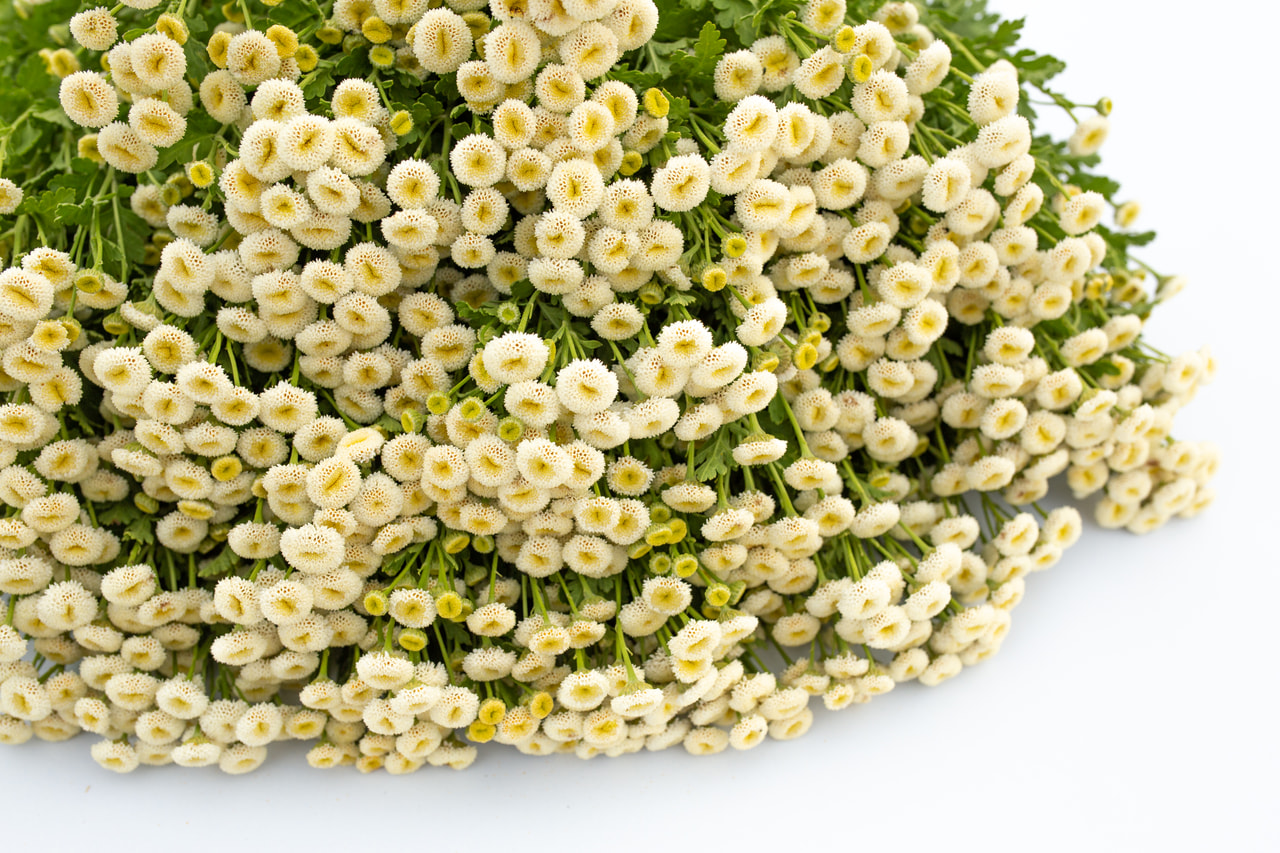 Reunuspietaryrtti Baya, Loukykvět