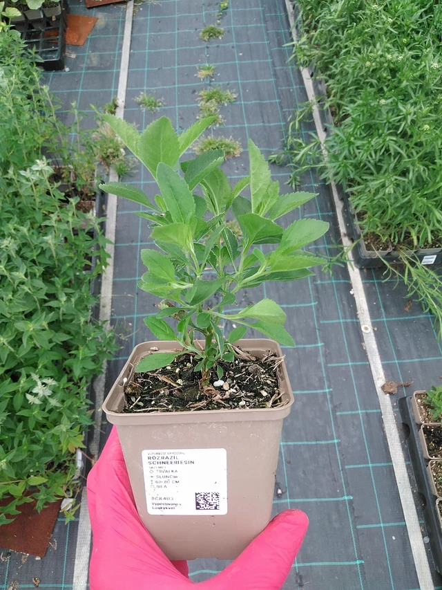 Tädyke Schneeriesin - 7. 7. 2025