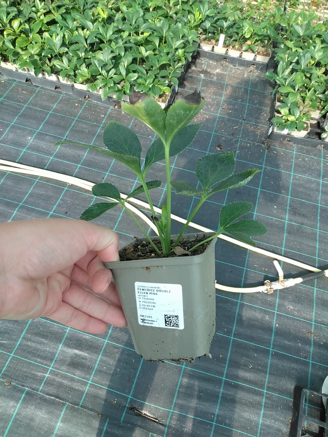 Jouluruusu Double Ellen Pink - 11. 7. 2025