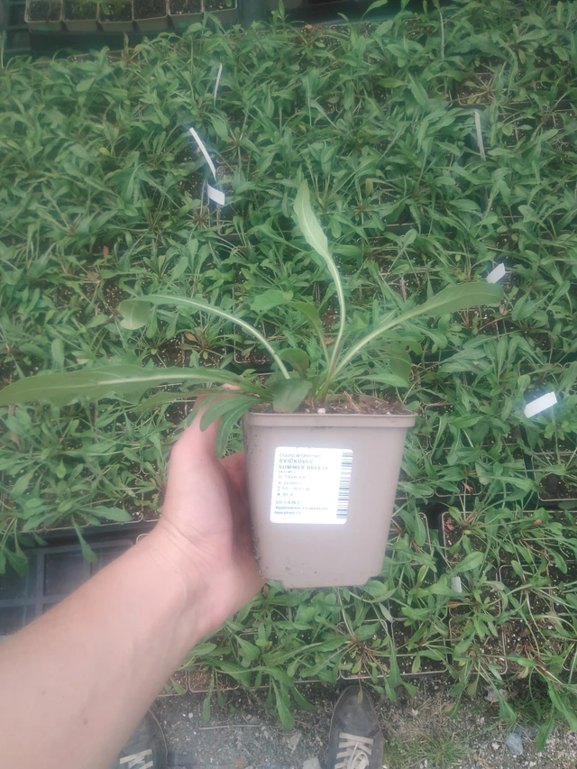 Kesäkynttilä Summer Breeze - 2024