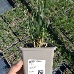 Plant