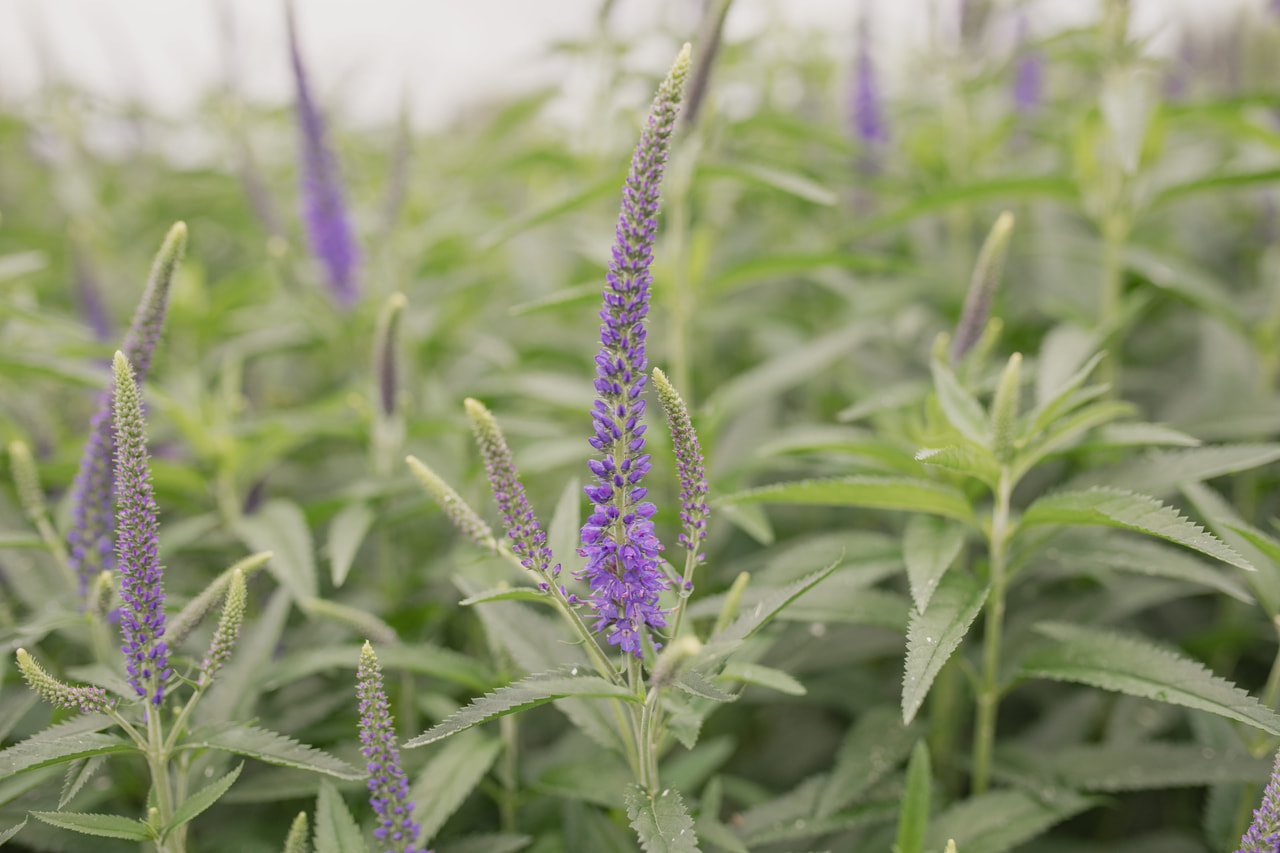 Tädyke Skyler Blue, Loukykvět