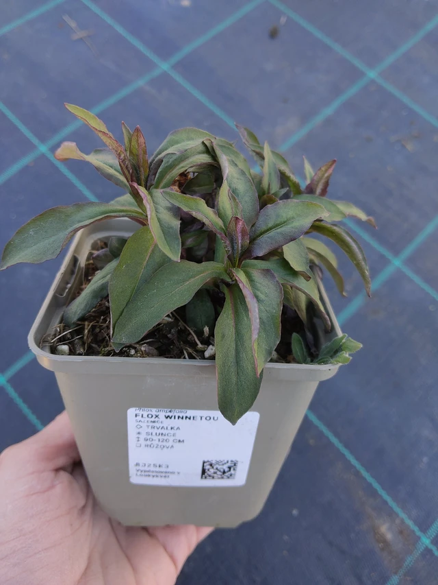 Leimu Winnetou - 27. 3. 2026