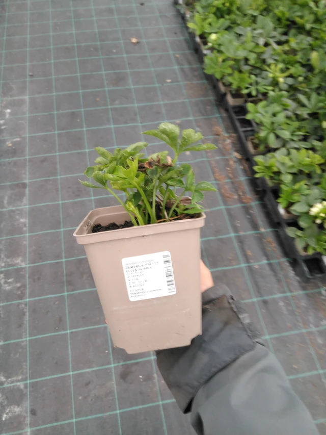 Jouluruusu Pretty Ellen Purple - 10. 9. 2025