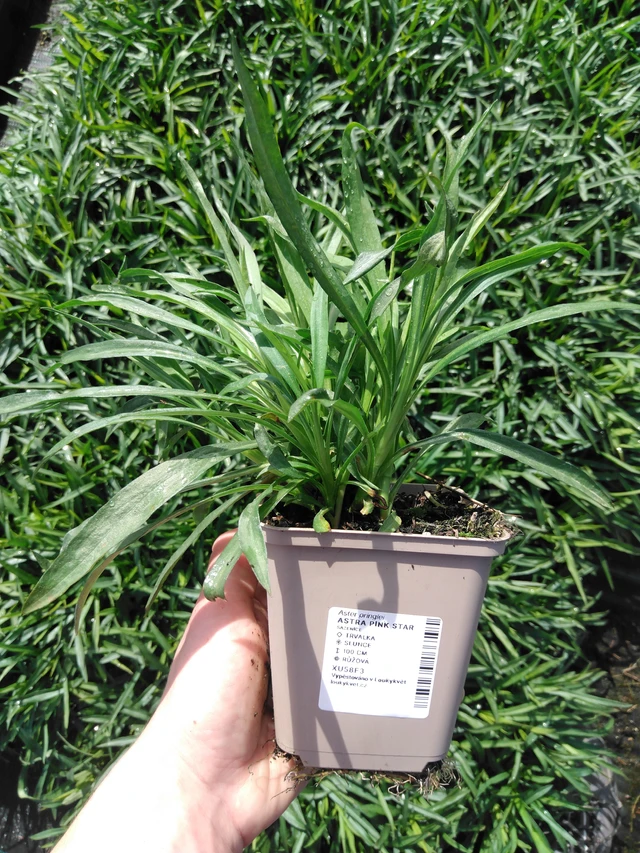 Asteri Pink Star - 2024