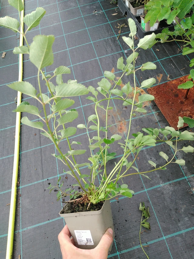 Japaninluppio - 28. 7. 2025