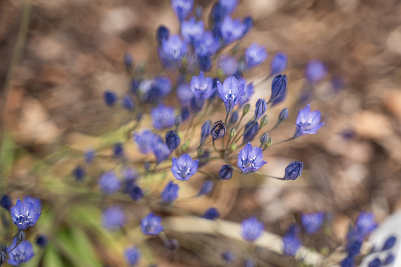 Triteleia Blues, Loukykvět
