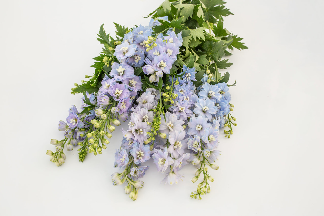 Delphinium Magic Fountains Sky Blue (White Bee), Loukykvět