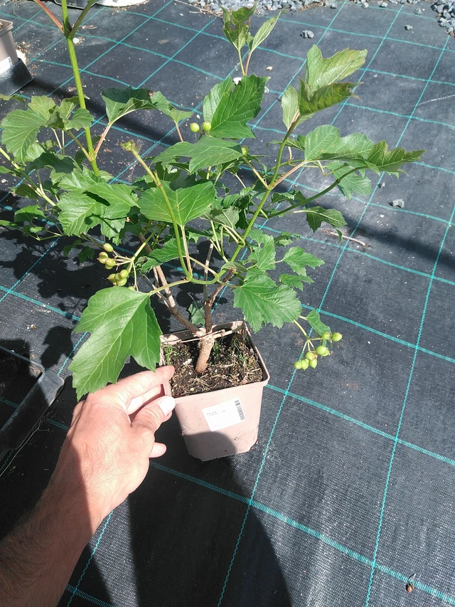 Viburnum Compactum - 24. 6. 2025