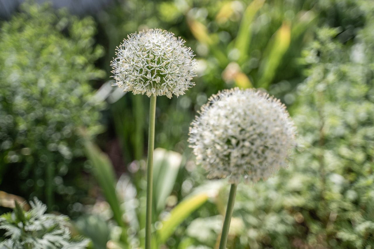 Allium stipitatum Mount Everest, Loukykvět