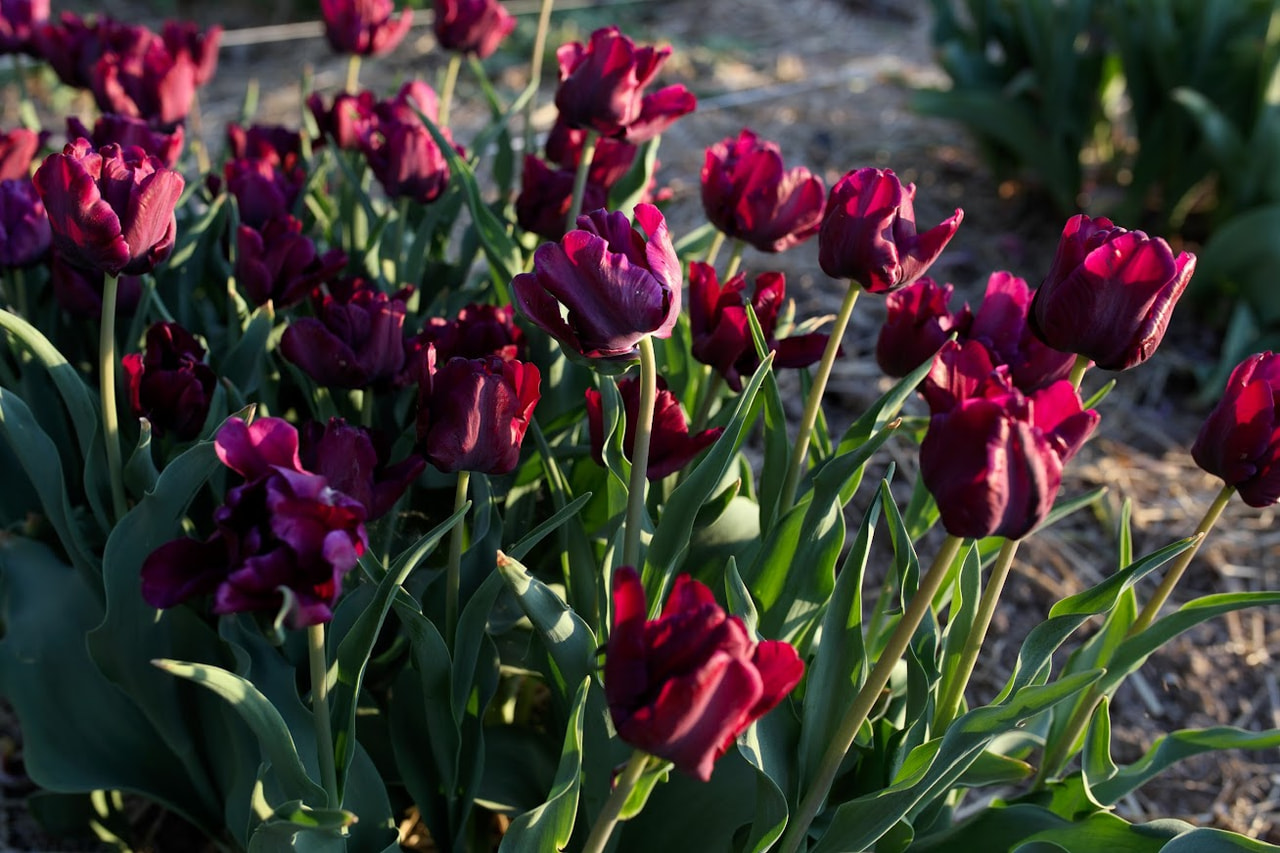 Tulipán Victoria's Secret, Loukykvět