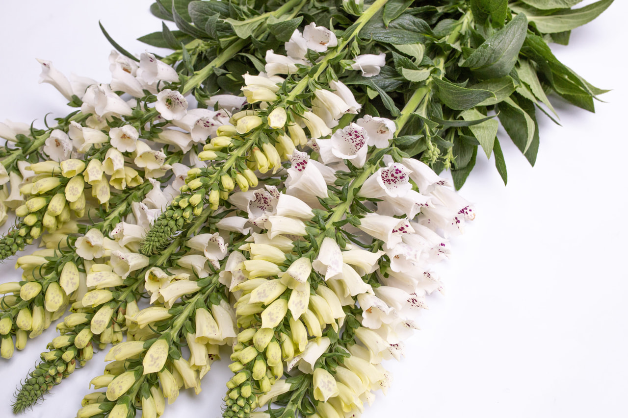 Sormustinkukka Dalmatian White, Loukykvět