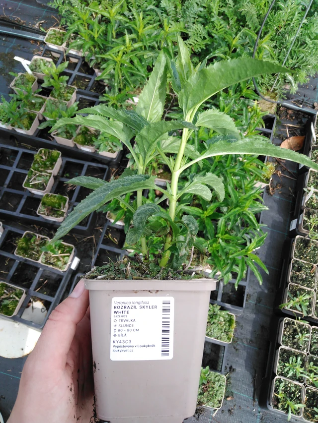 Tädyke Skyler White - 2024