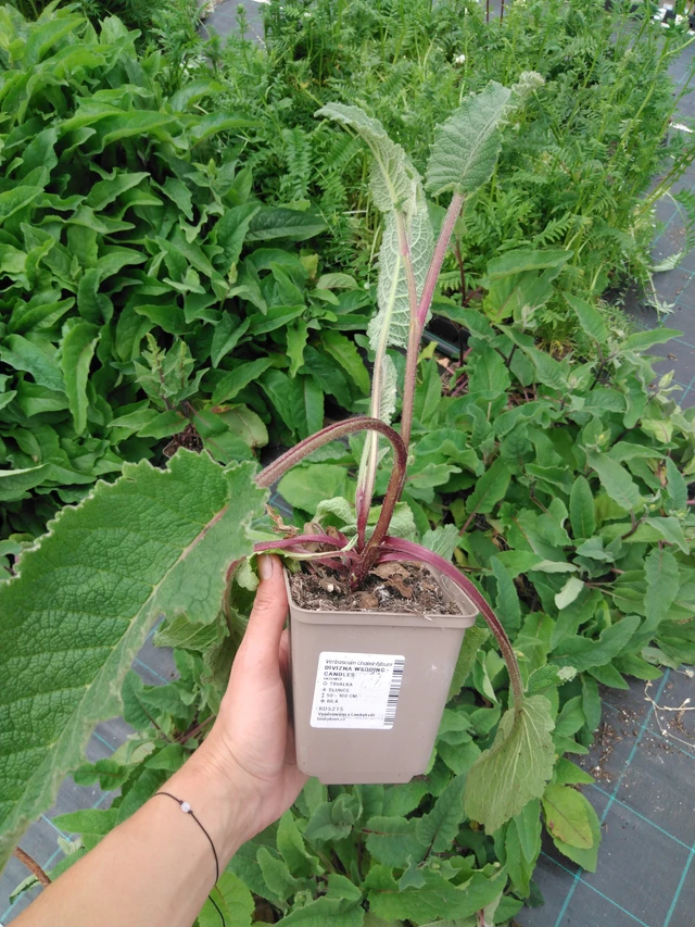 Verbascum Wedding Candles - 2024