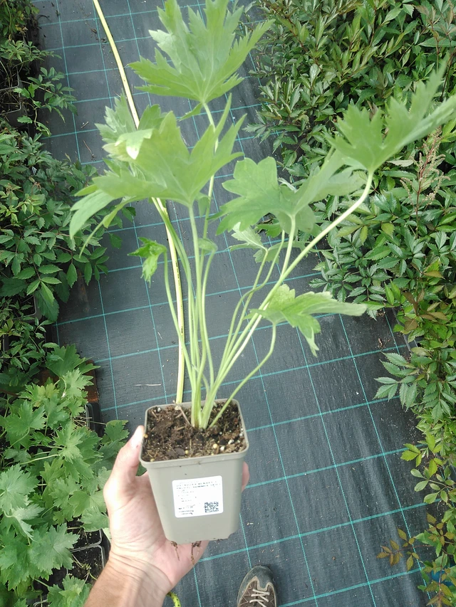 Ritarinkannus Benary’s Pacific Summer Skies - 24. 6. 2025