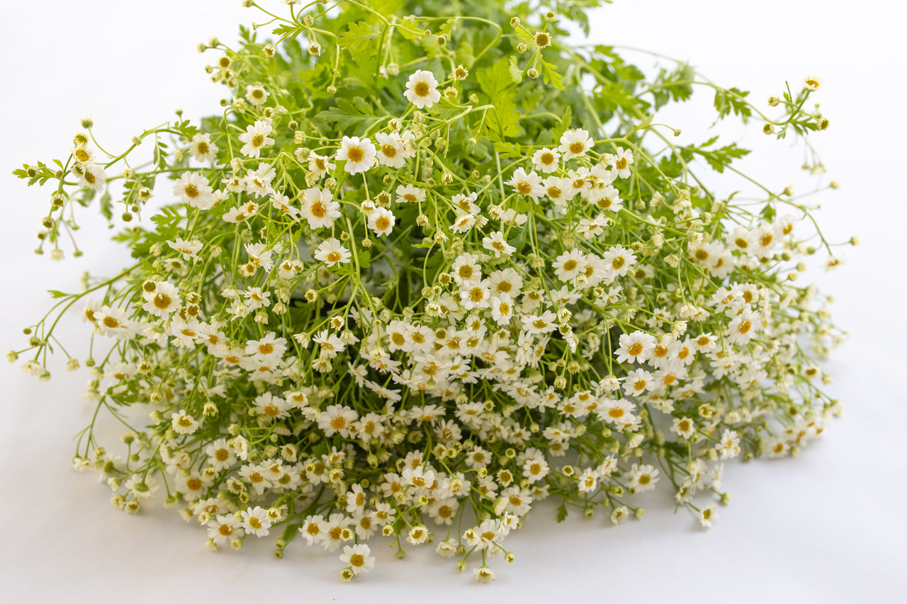 Reunuspietaryrtti Campagne, Loukykvět