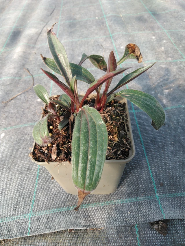 Echinacea pallida - 3. 4. 2025