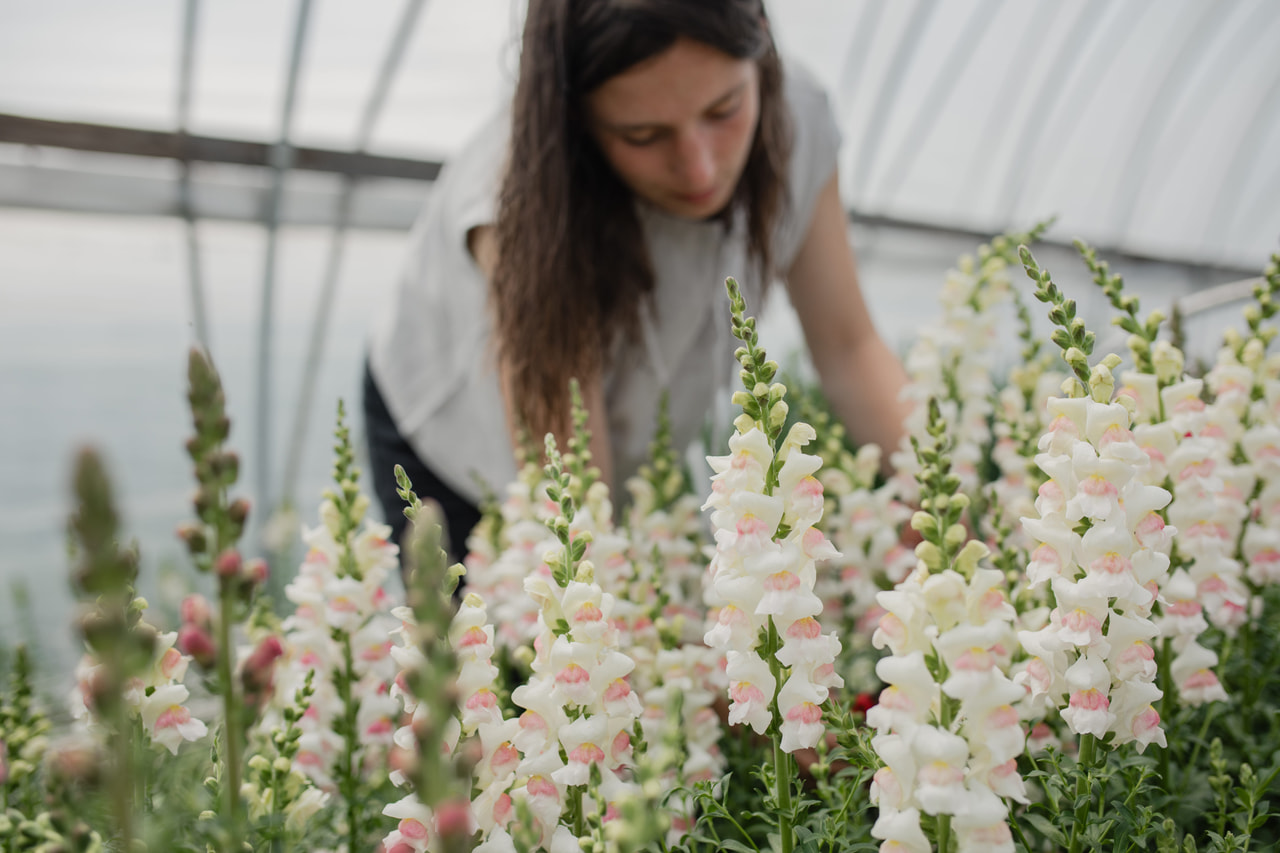 Leijonankita Maryland Appleblossom, Loukykvět