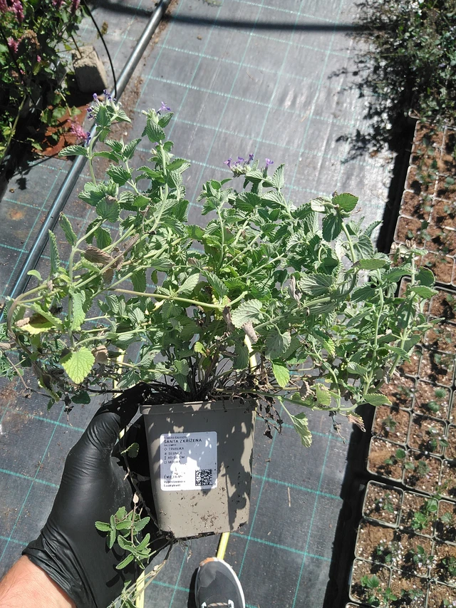 Mirrinminttu - 19. 8. 2025