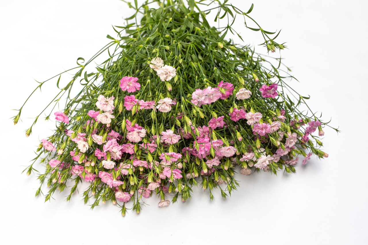 Clavel Dynasty Pink Magic, Loukykvět