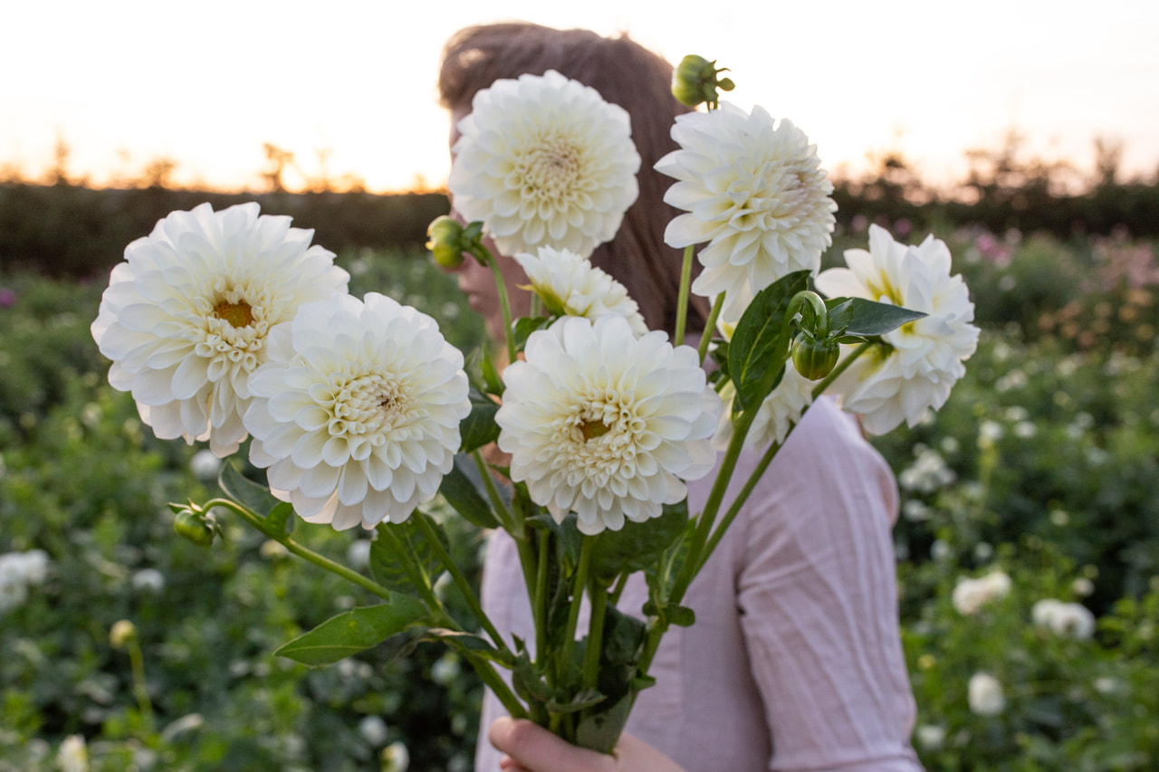 Daalia Boom Boom White, Loukykvět