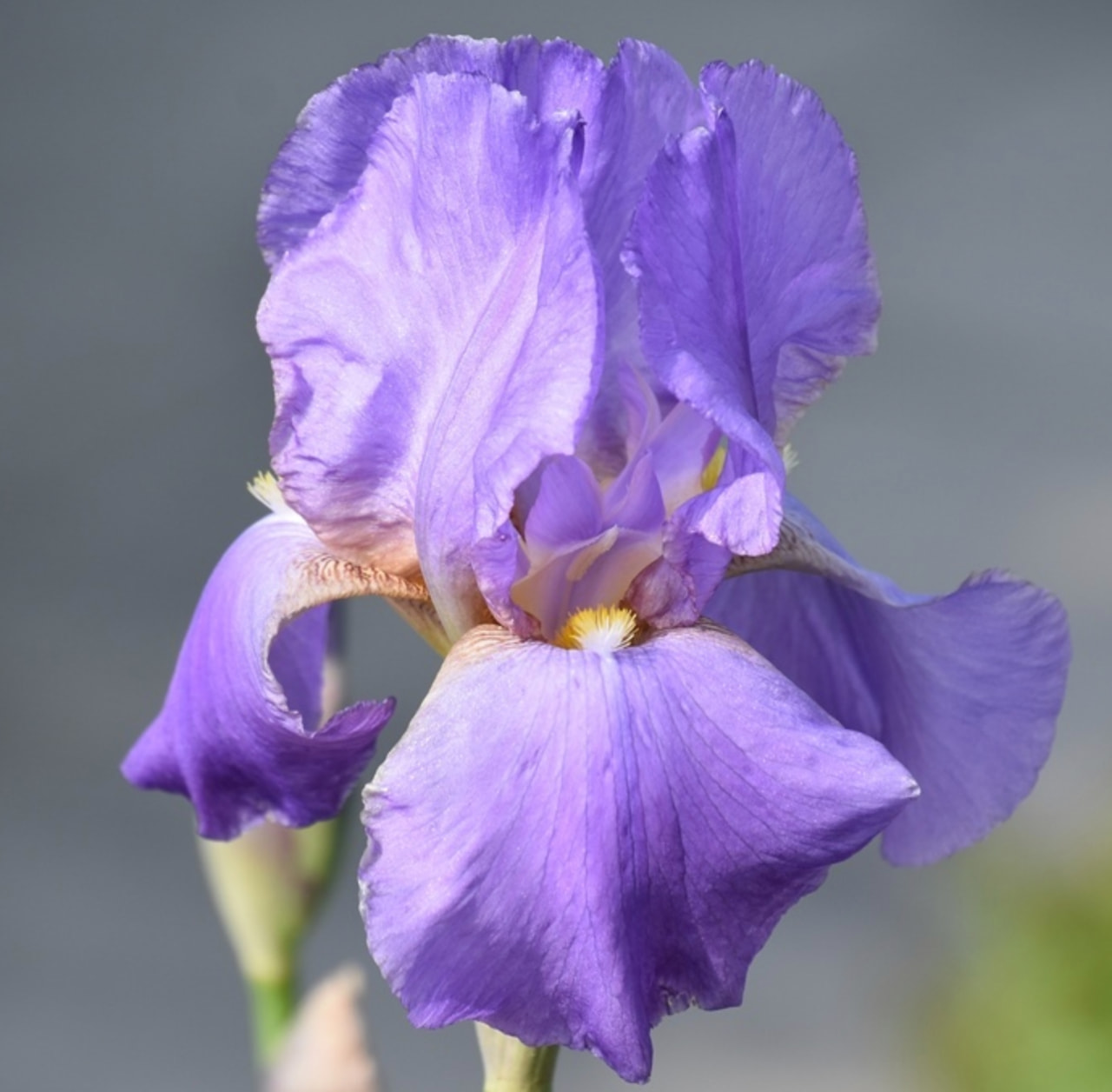 Kurjenmiekka Lovely Again, Loukykvět