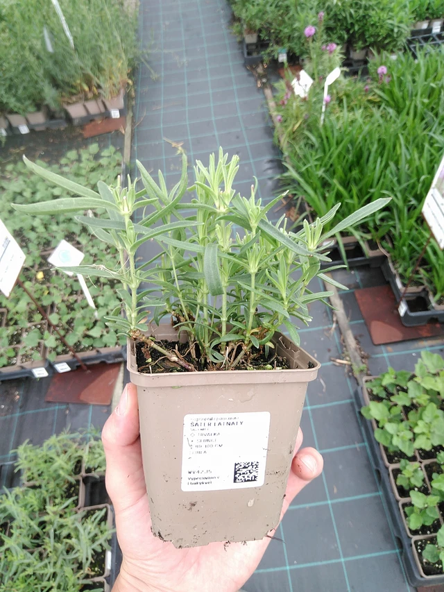 Morsiusharso - 21. 7. 2025