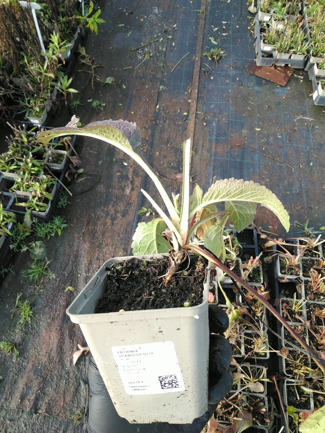 Patrinia scabiosifolia - 31. 10. 2025