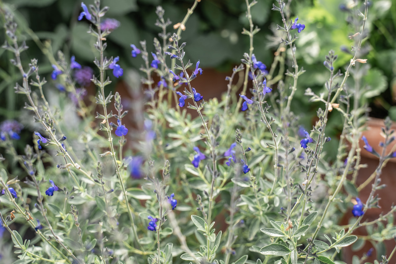 Salvia Blue Note, Loukykvět