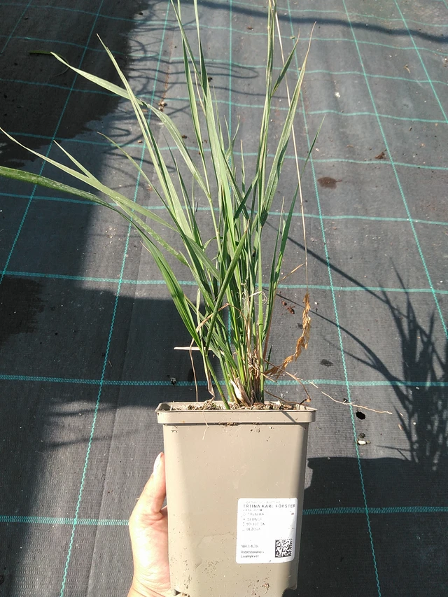 Calamagrostis Karl Förster - 16. 7. 2026