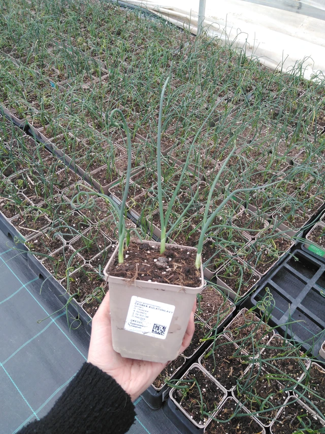 Allium sphaerocephalon - 9. 4. 2025