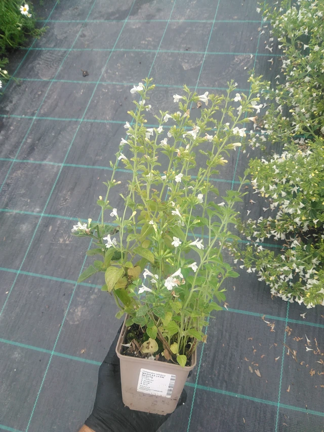 Metsäkalaminttu Menthe - 10. 9. 2025