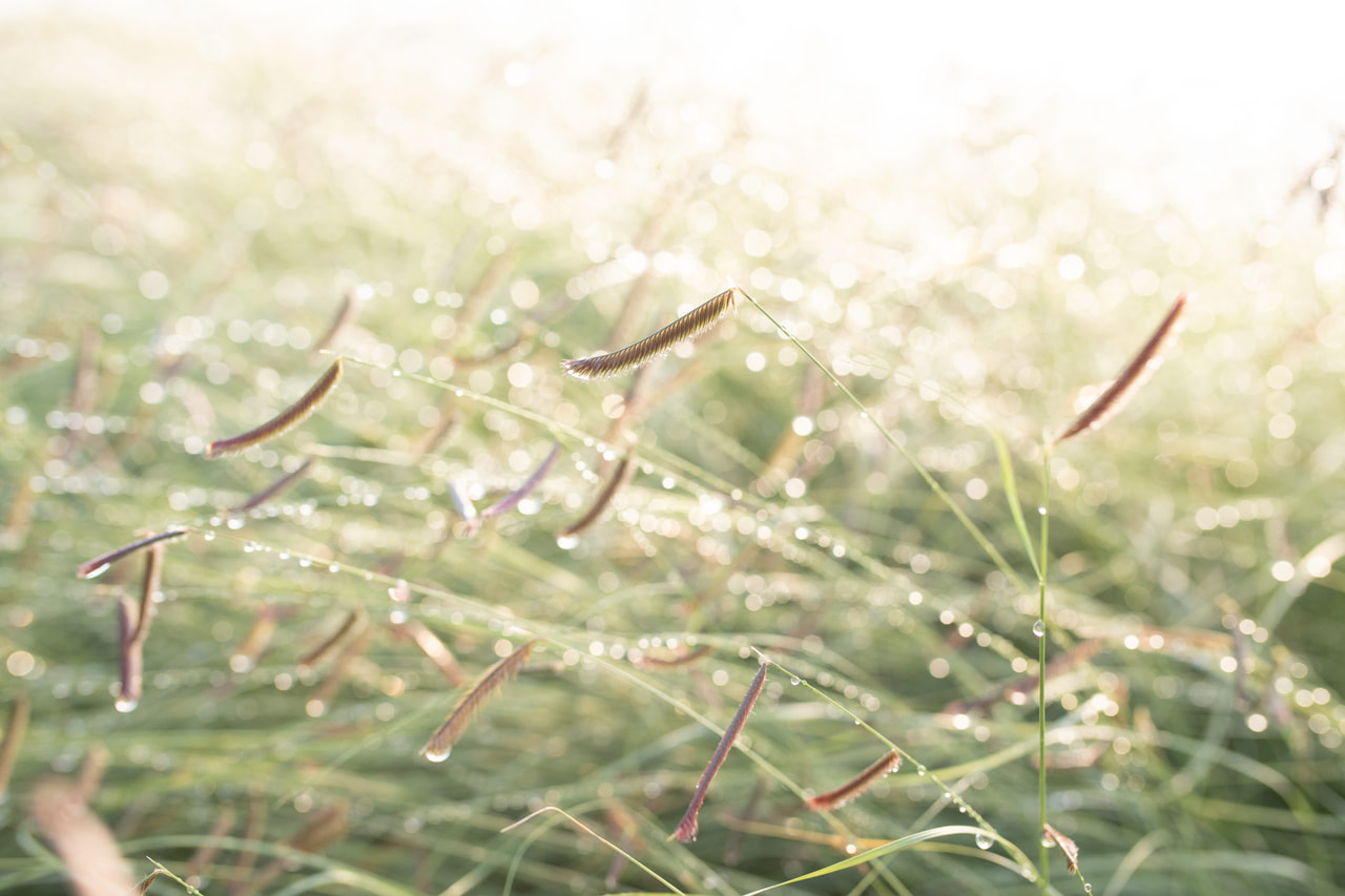 Moskiittoruoho, Loukykvět