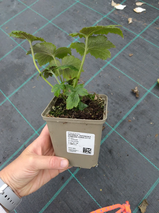 Syysvuokko Königin Charlotte - 10. 9. 2025