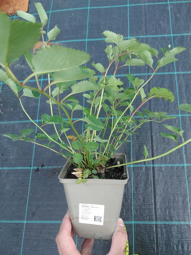 Japaninluppio - 24. 6. 2025