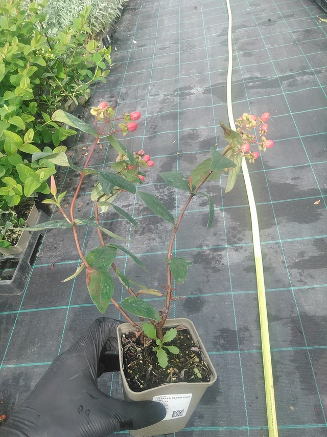 Kuisma Globo Ruby - 10. 9. 2025