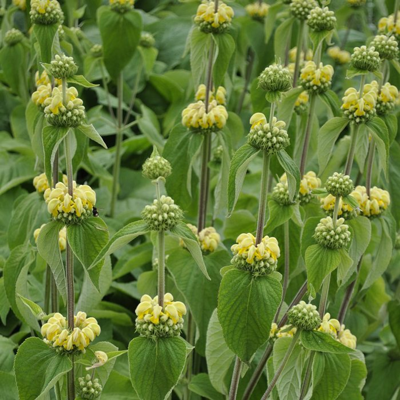 Phlomis Russeliana, Loukykvět