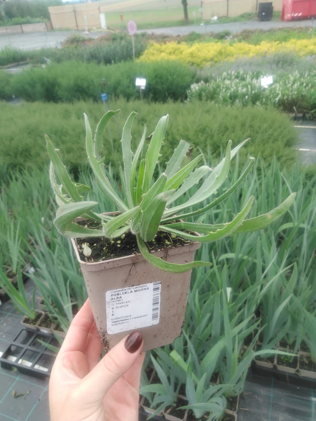 Siniharmaakello Alba - 2024