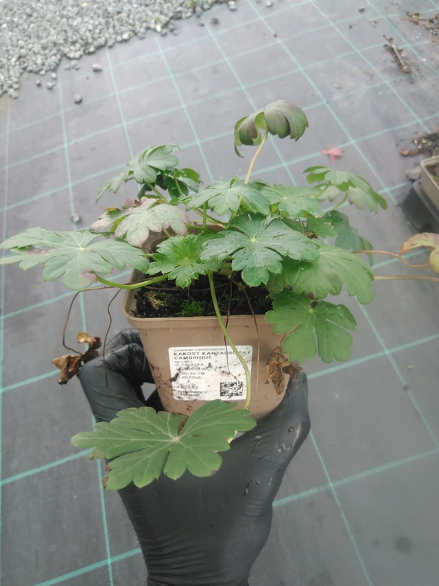 Peittokurjenpolvi Cambridge - 13. 10. 2025