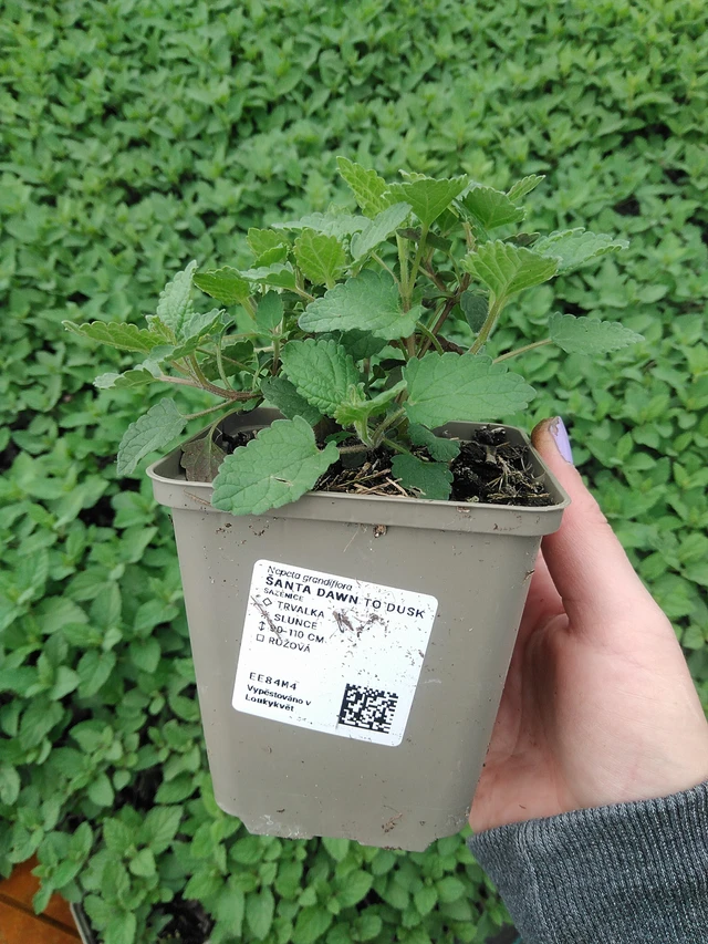 Kissanminttu Dawn to Dusk - 9. 6. 2025