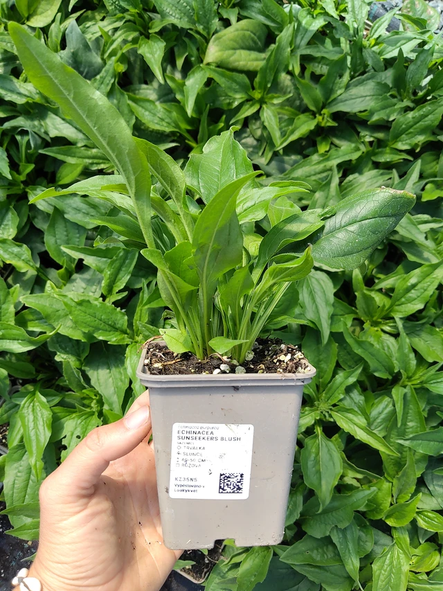 Echinacea SunSeekers Blush - 11. 8. 2026