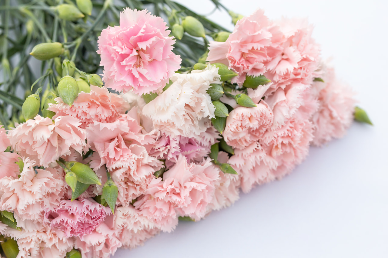 Tarhaneilikka Chabaud La France, Loukykvět