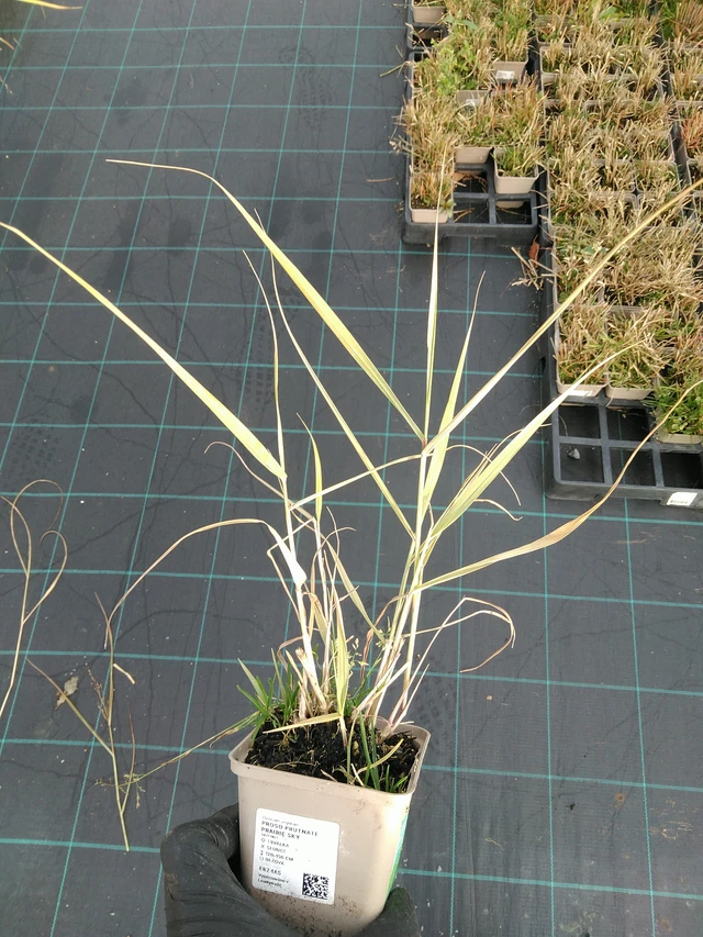 Virginianhirssi Prairie Sky - 31. 10. 2025