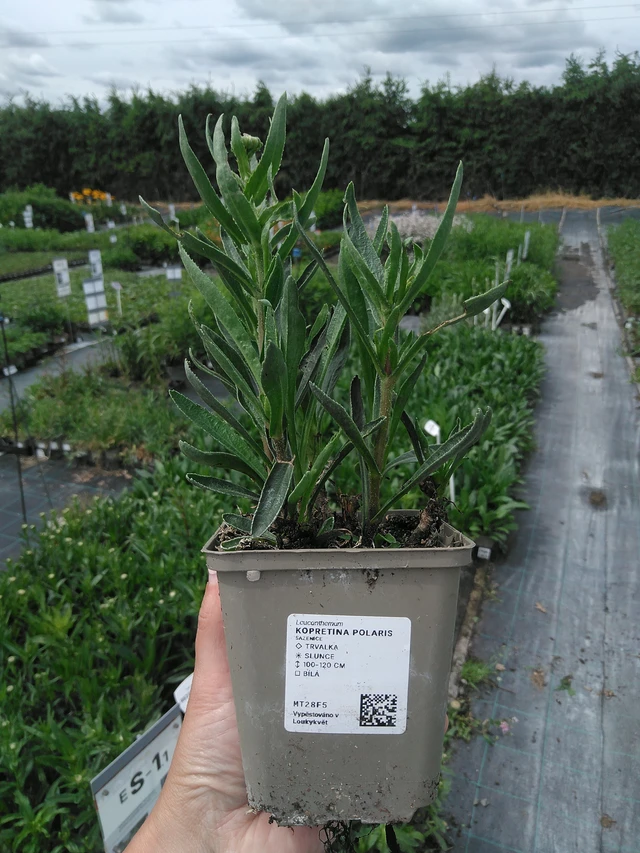 Margriet Polaris - 3. 6. 2026