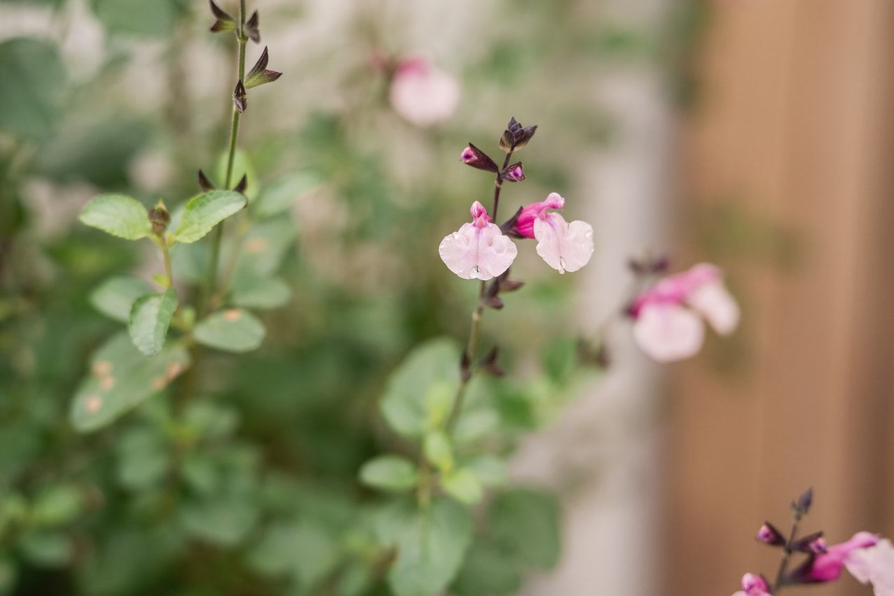 Salvia Dancing Dolls, Loukykvět