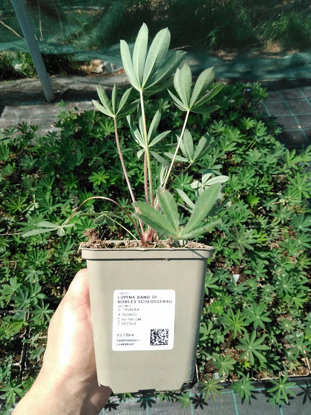 Lupiini Band of Nobles Schloßfrau - 13. 5. 2025