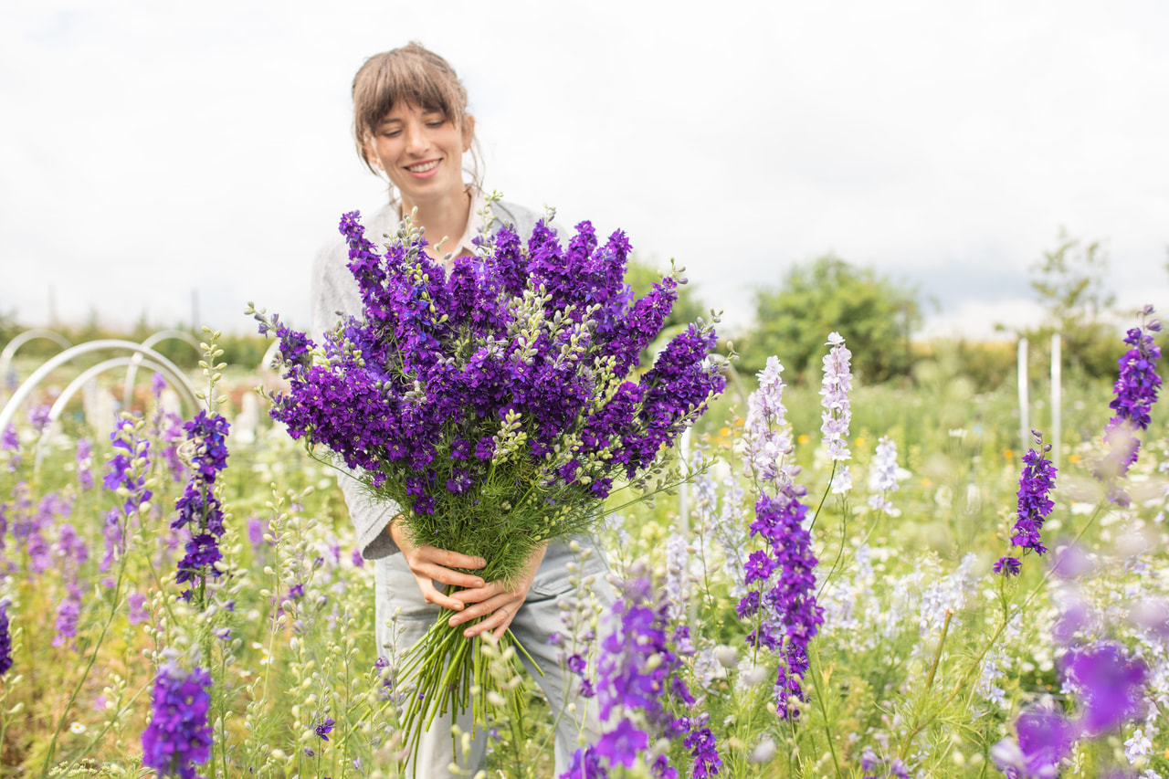 Larkspur QIS Dark Blue, Loukykvět