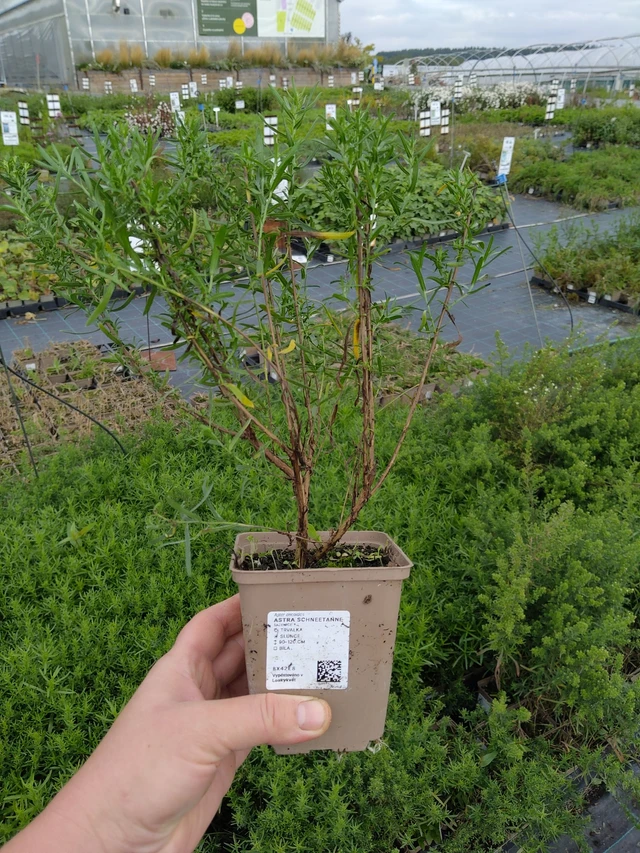 Asteri Schneetanne - 9. 10. 2025