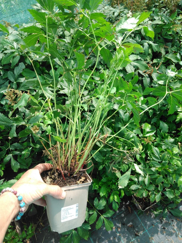 Jaloangervo Europa - 2024